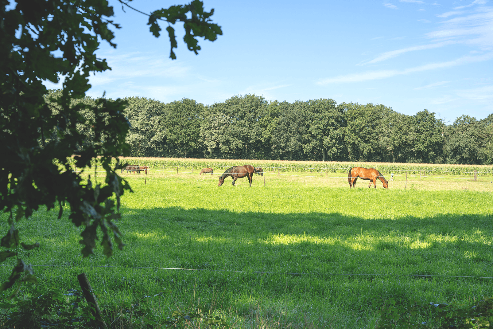  Gemütliches Split-Level Naturhaus am Weideland, hundefreundlich