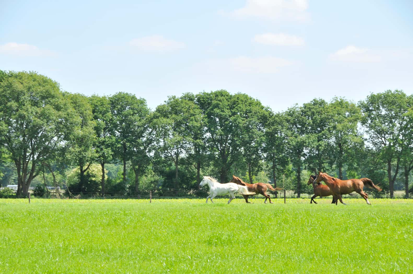 Gemütliches und hundefreundliches Ferienhaus am Feld