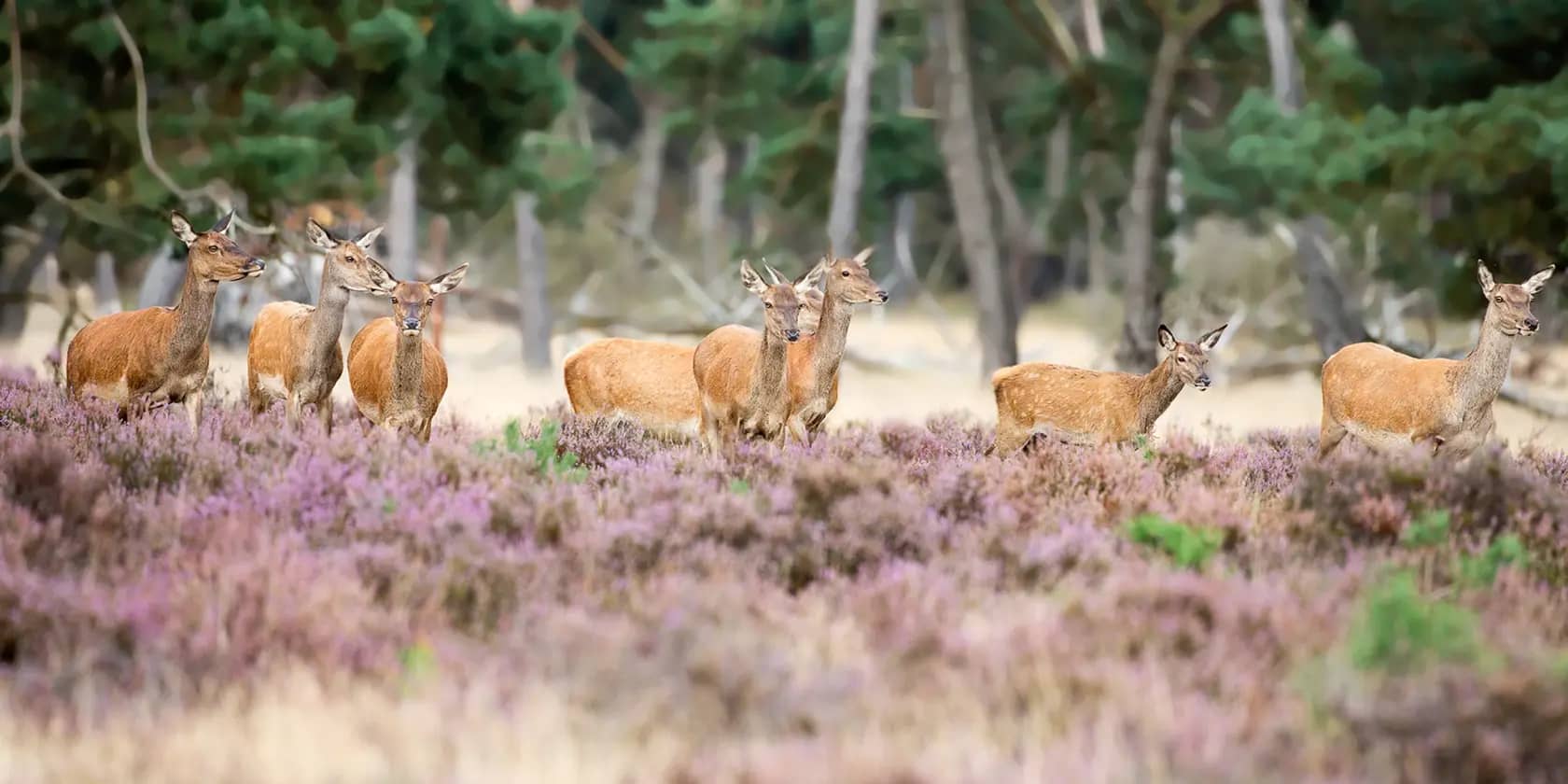 De Hoge Veluwe