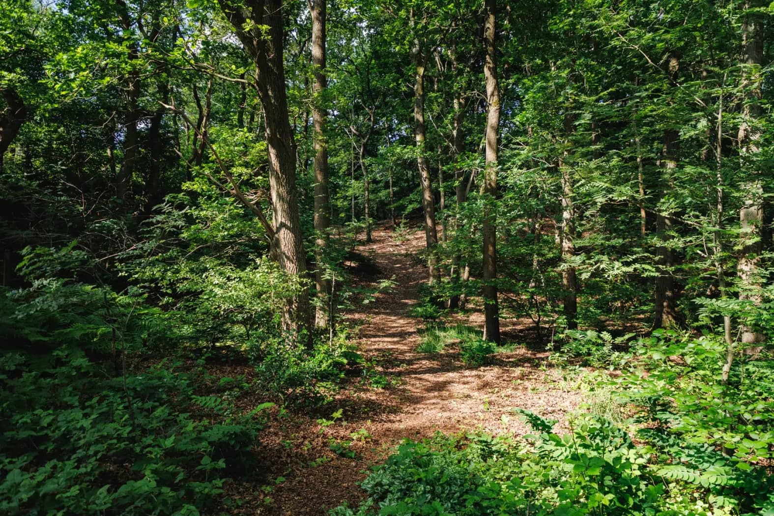 Heuvelrug